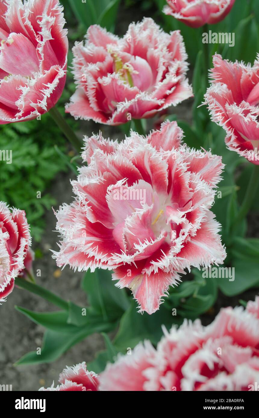 Terry fringed tulip Queensland in garden. Queensland tulip on the