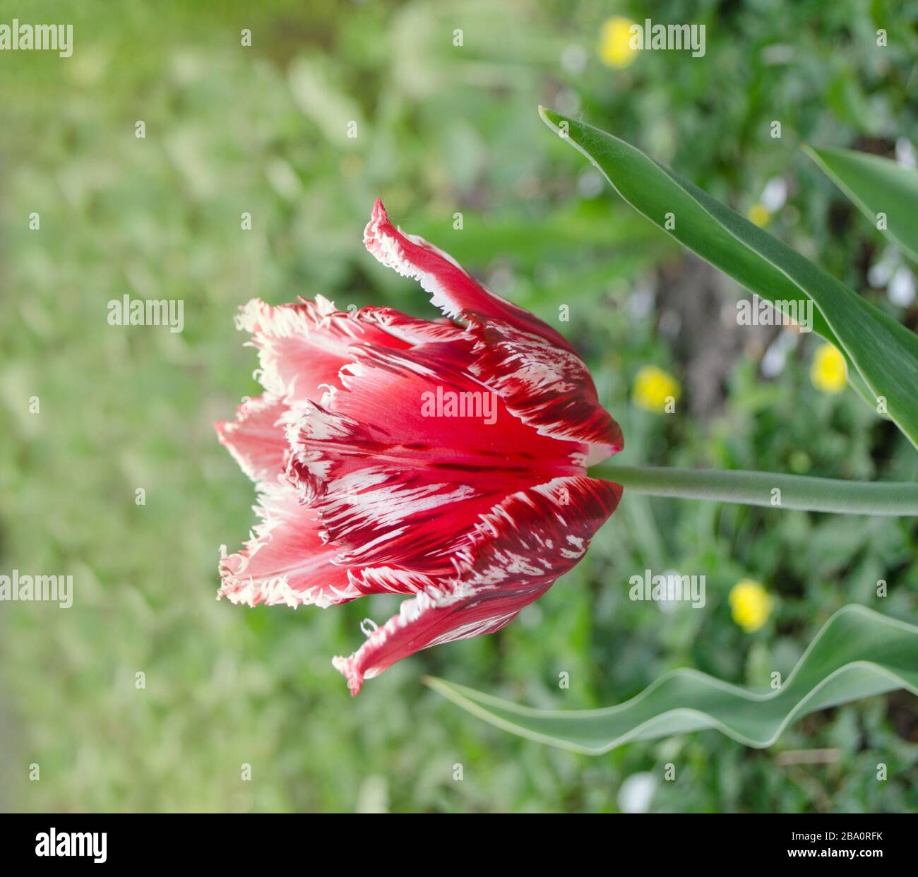 Pink tulip flower Bell song with white fringes to the petals Stock