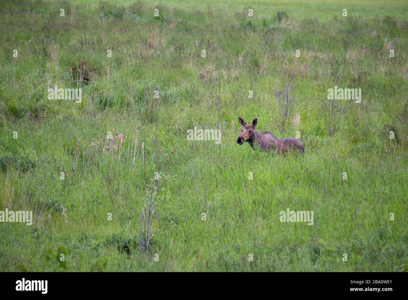 Moose in a field of grass Stock Photo
