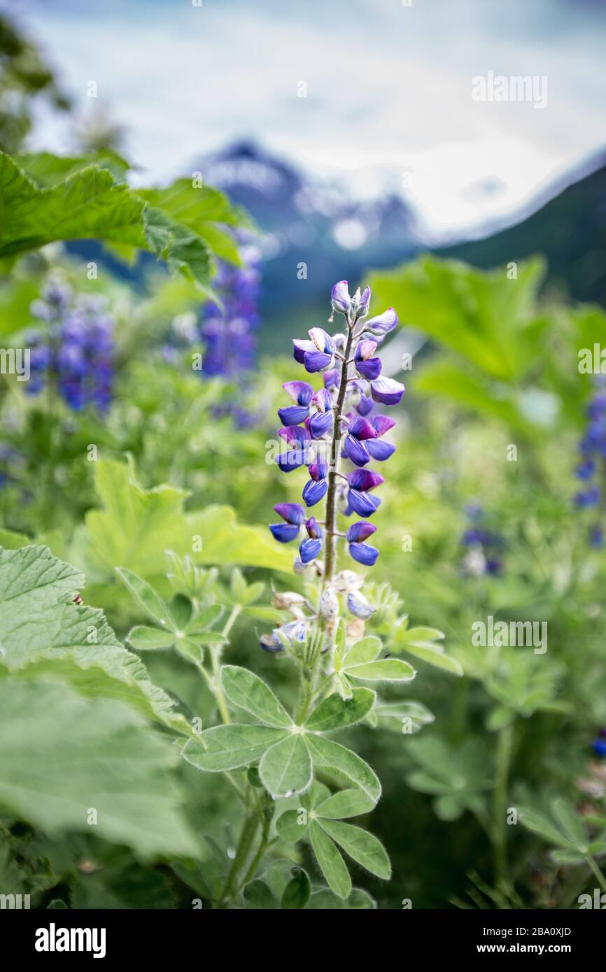 Lupine with mountains in the background Stock Photo