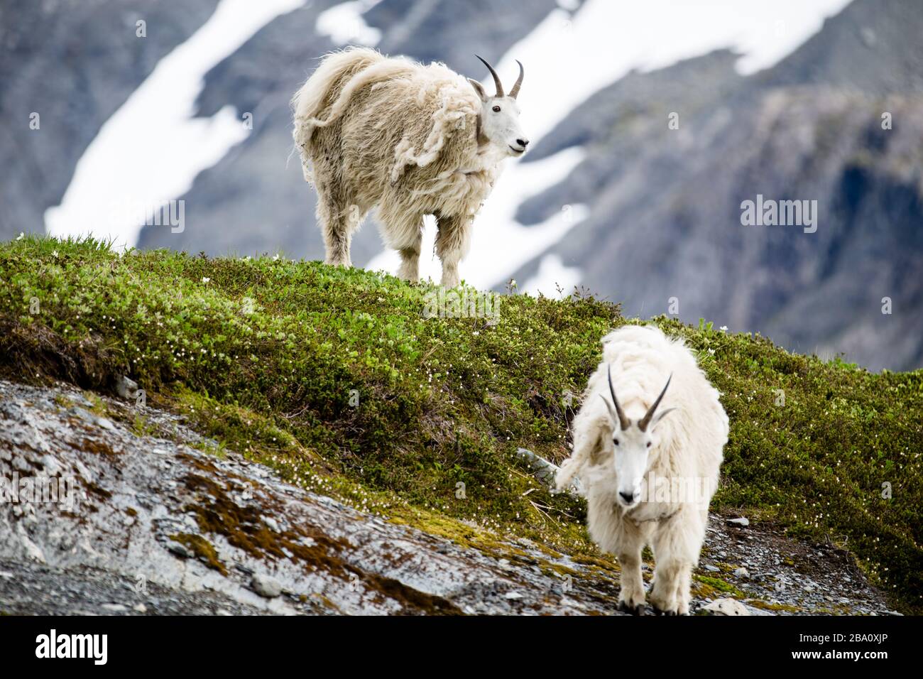 Two white mountain goats on a hillside in the summer Stock Photo