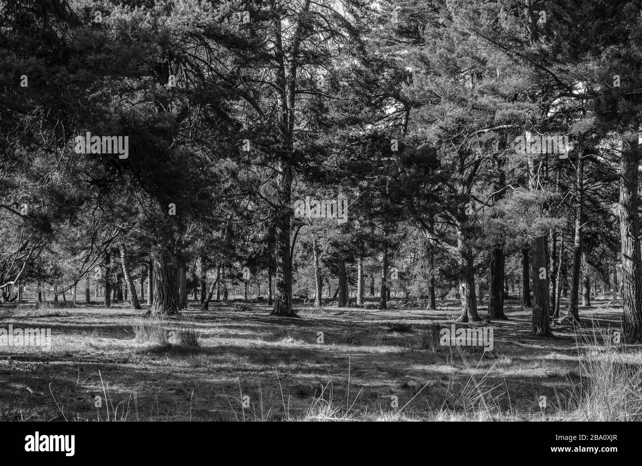 Pine trees in a woodland. The sunshine throws dappled light and long shadows onto the ground. Stock Photo