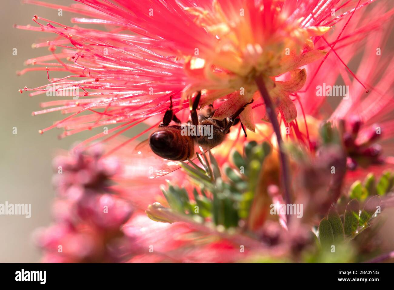 Bee on a cactus flower. Bee cactus flower, pollinating Stock Photo