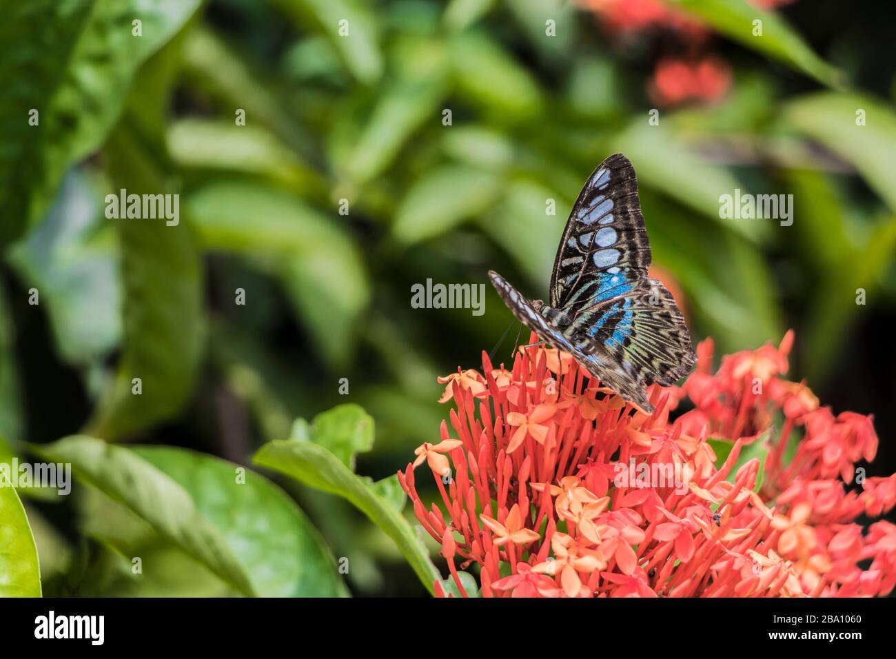 How to Create a Beautiful Butterfly Garden in Your Own Backyard | Martha  Stewart
