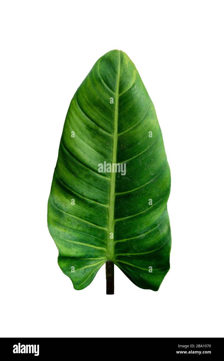 Philodendron imbe hi-res stock photography and images - Alamy