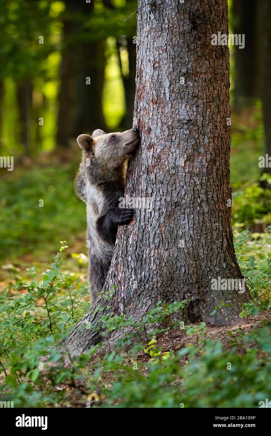 Funny brown bear hiding behind a big tree in forest in springtime. Stock Photo