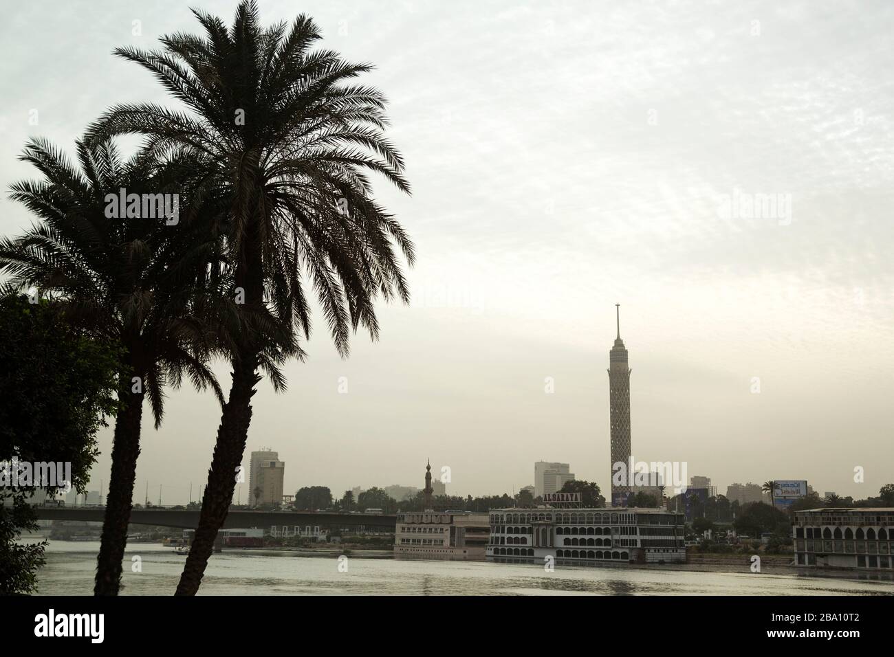 Palm trees by the River Nile in Cairo, Egypt. The Cairo Tower, known as