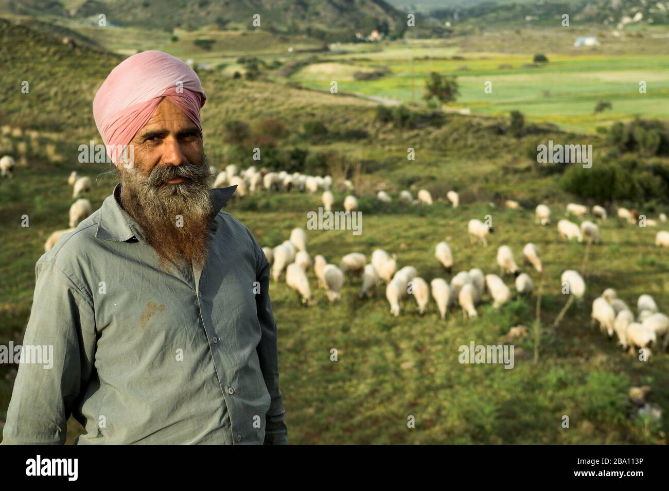 Cypriot Shepherd watching over his sheep, early evening Cyprus. Stock Photo