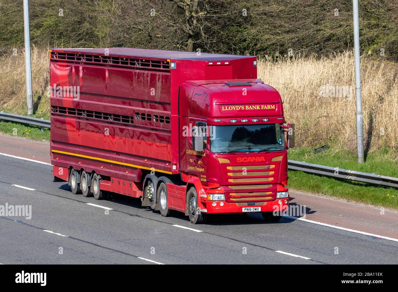 Cattle on lorry hi-res stock photography and images - Alamy