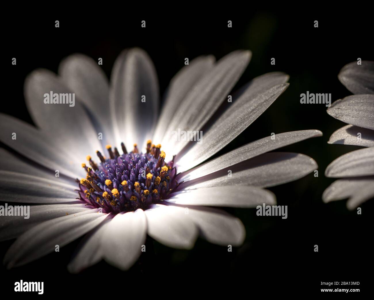 White daisy with purple middle. Close up. Osteospermum fruticosum. Artistic White flower on black background Stock Photo