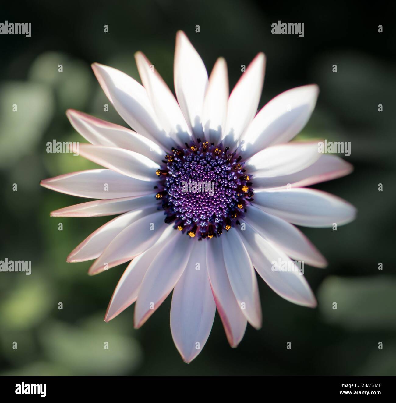 White daisy with purple middle. Close up. Osteospermum fruticosum. White flower with green blurry background Stock Photo