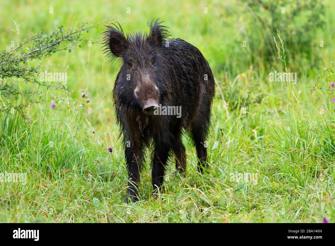 Curious wild boar facing camera on green meadow in spring nature Stock Photo