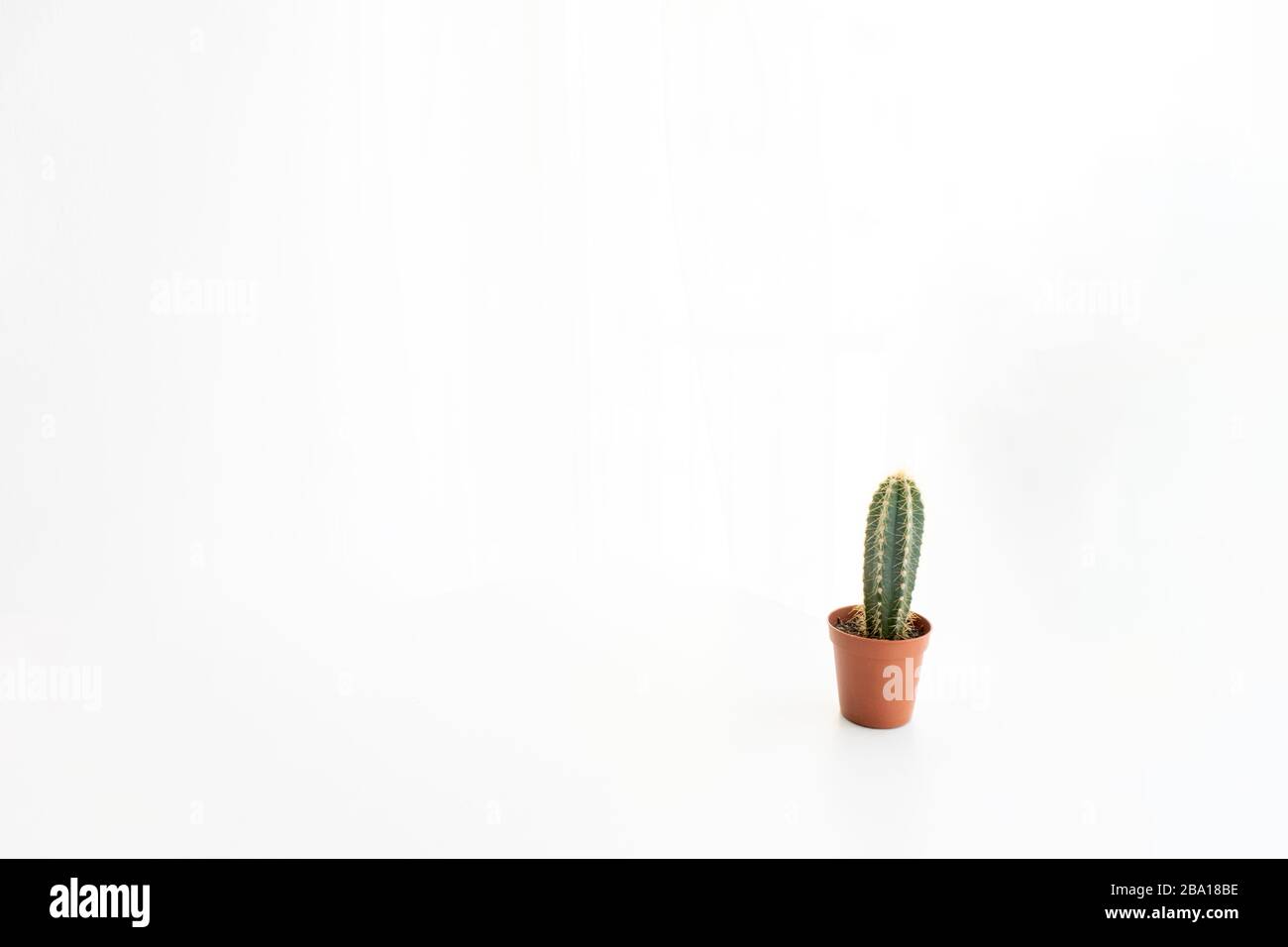 Isolated small cactus stand on table Stock Photo