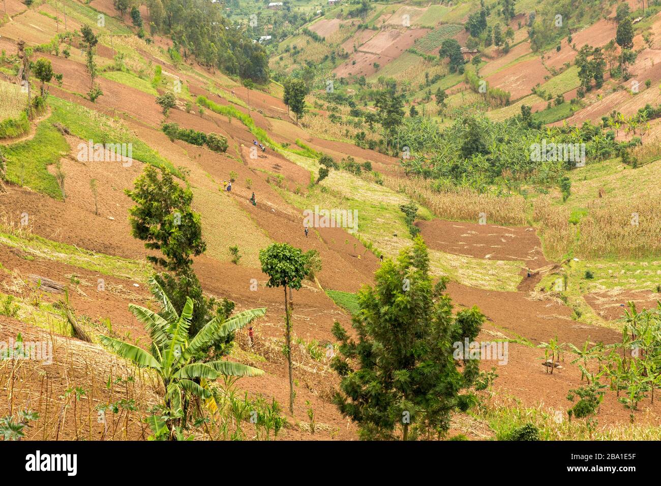 Rural Rwanda Land of 1000 Hills, Villagers work their fields near Lake