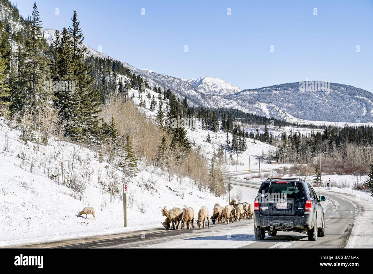 Rocky Mountain Bighorn sheep, licking salt from road, winter, Bow Valley,  Alberta, Canada Stock Photo - Alamy