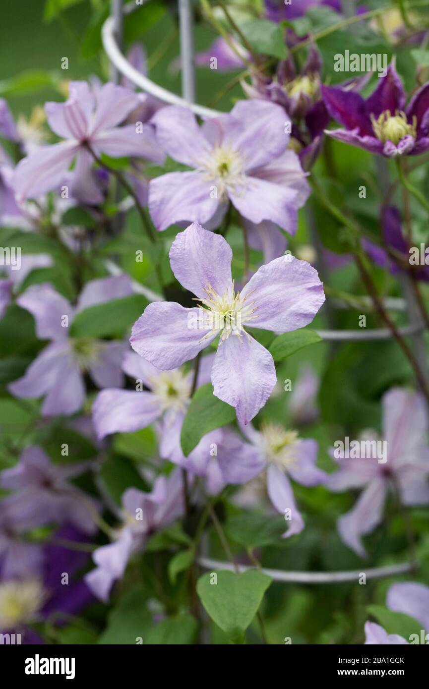 Clematis 'Prince Charles'  flowers. Stock Photo