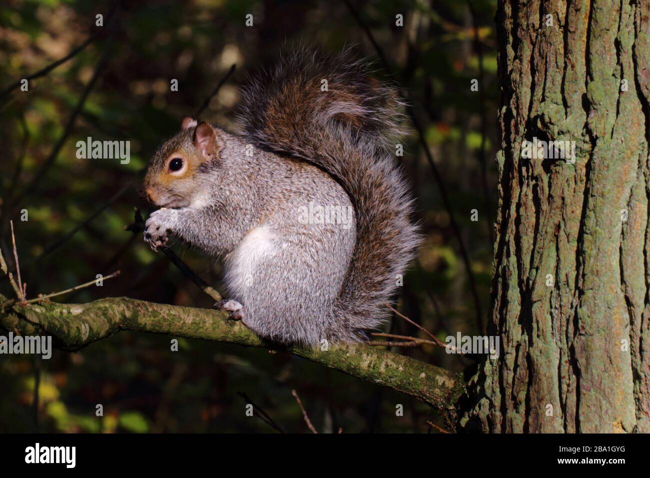 Grey Squirrel perched on a branch, eating a pine cone Stock Photo