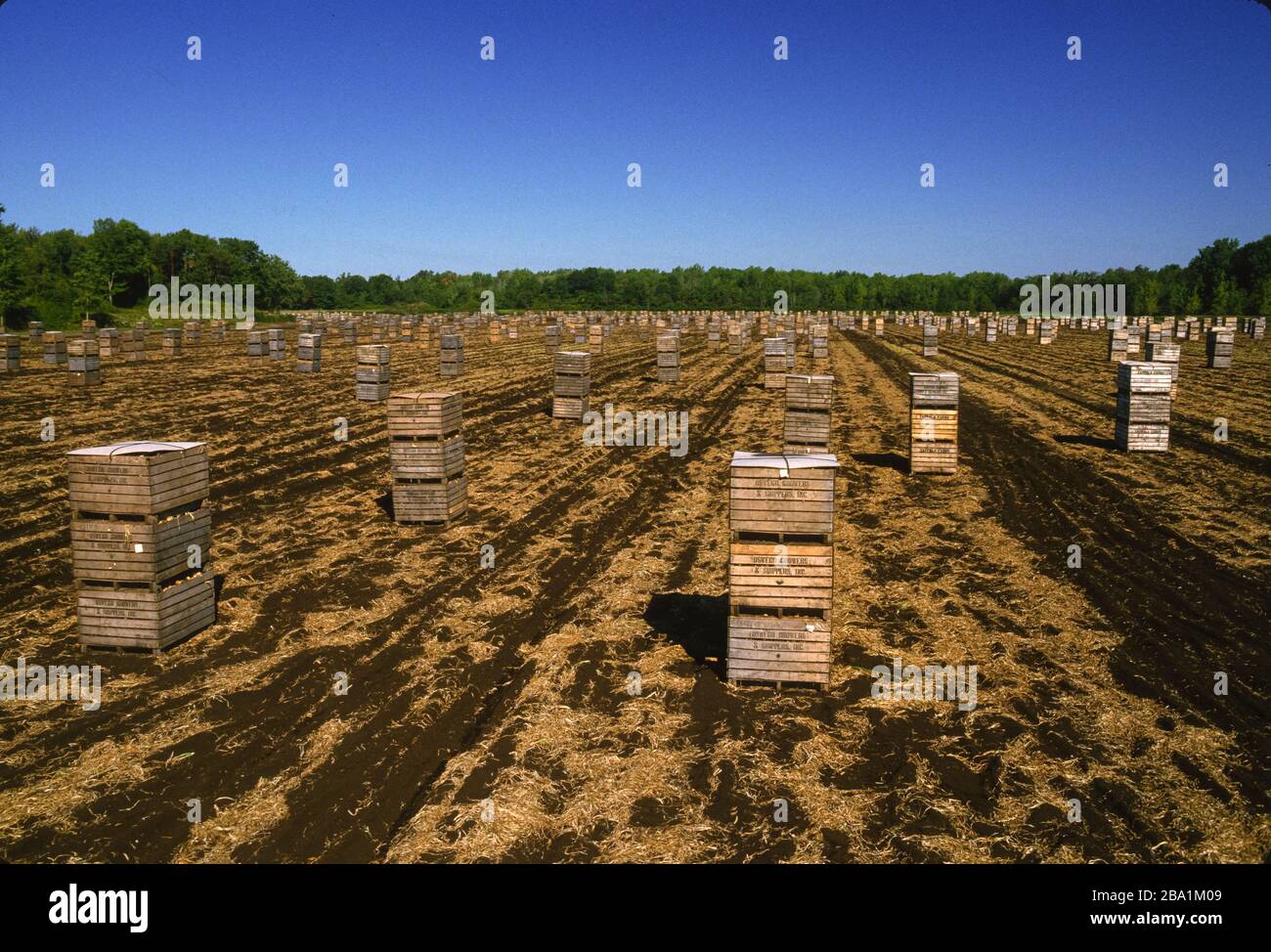 OSWEGO COUNTY NEW YORK USA 1986 Boxes stacked in onion field on muck farm Stock Photo Alamy
