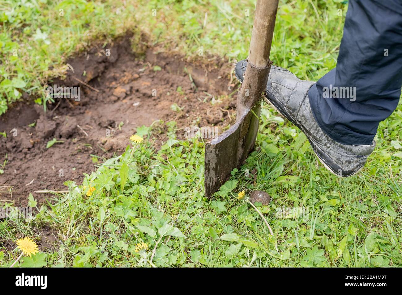Gardener digging with garden spade in black earth soil.farming