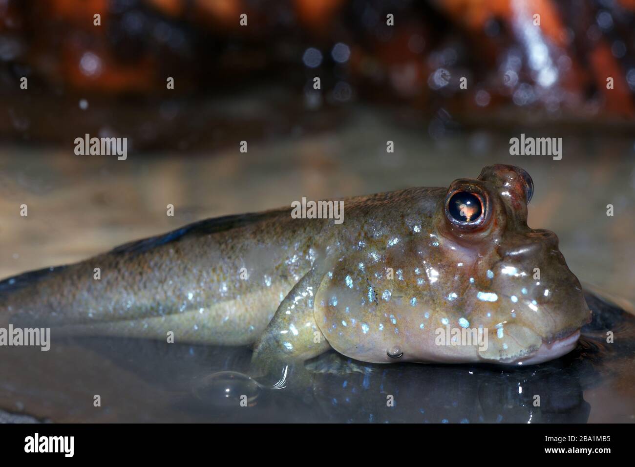 Atlantic mudskipper (Periophthalmus barbarus) in the aquarium Stock Photo