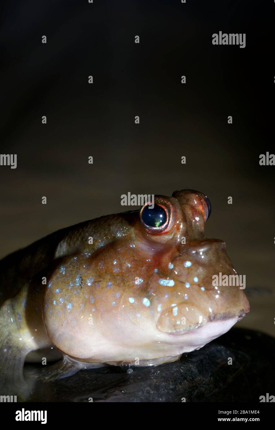 Atlantic mudskipper (Periophthalmus barbarus) in the aquarium Stock