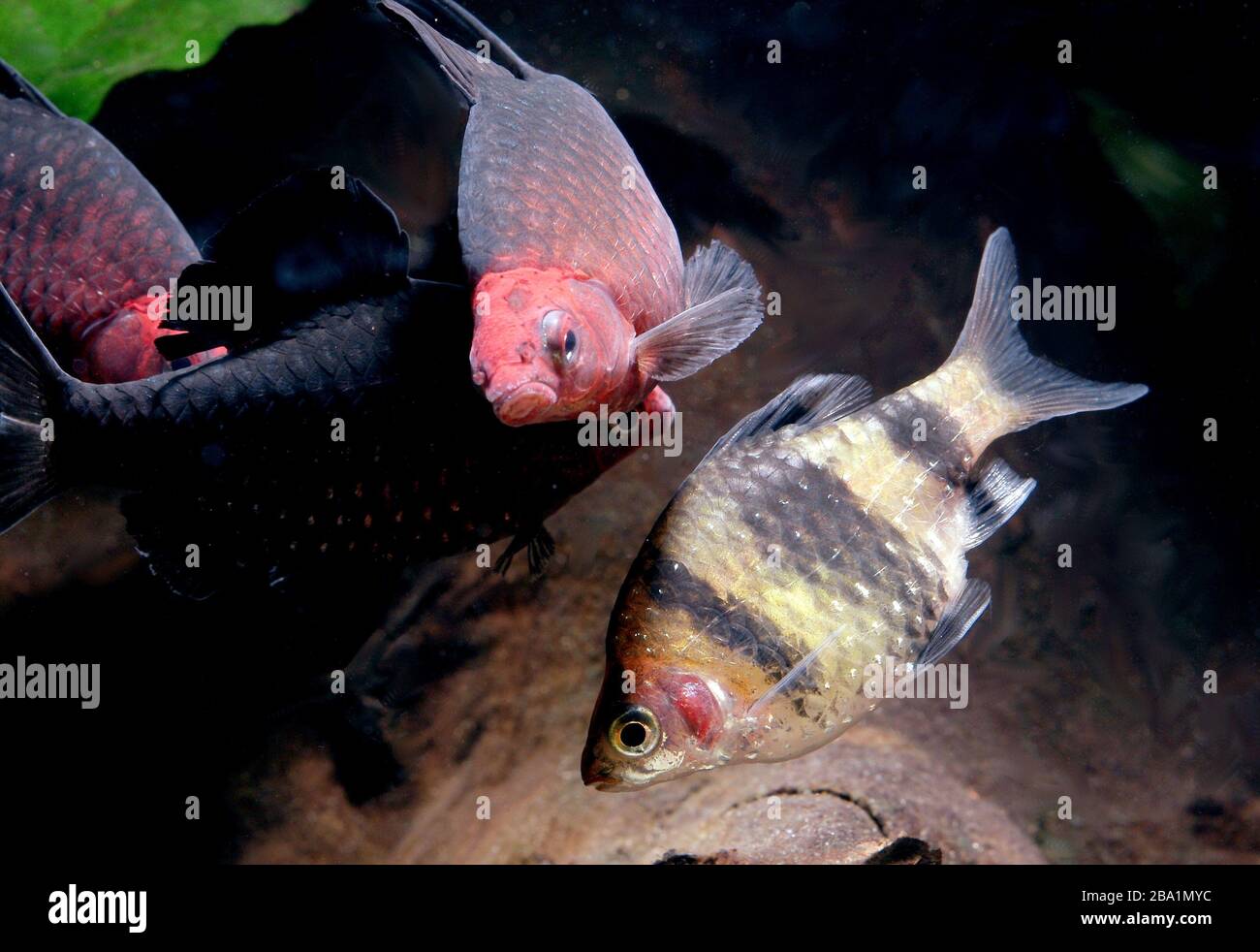 black ruby barb and Tiger barb in the aquarium Stock Photo