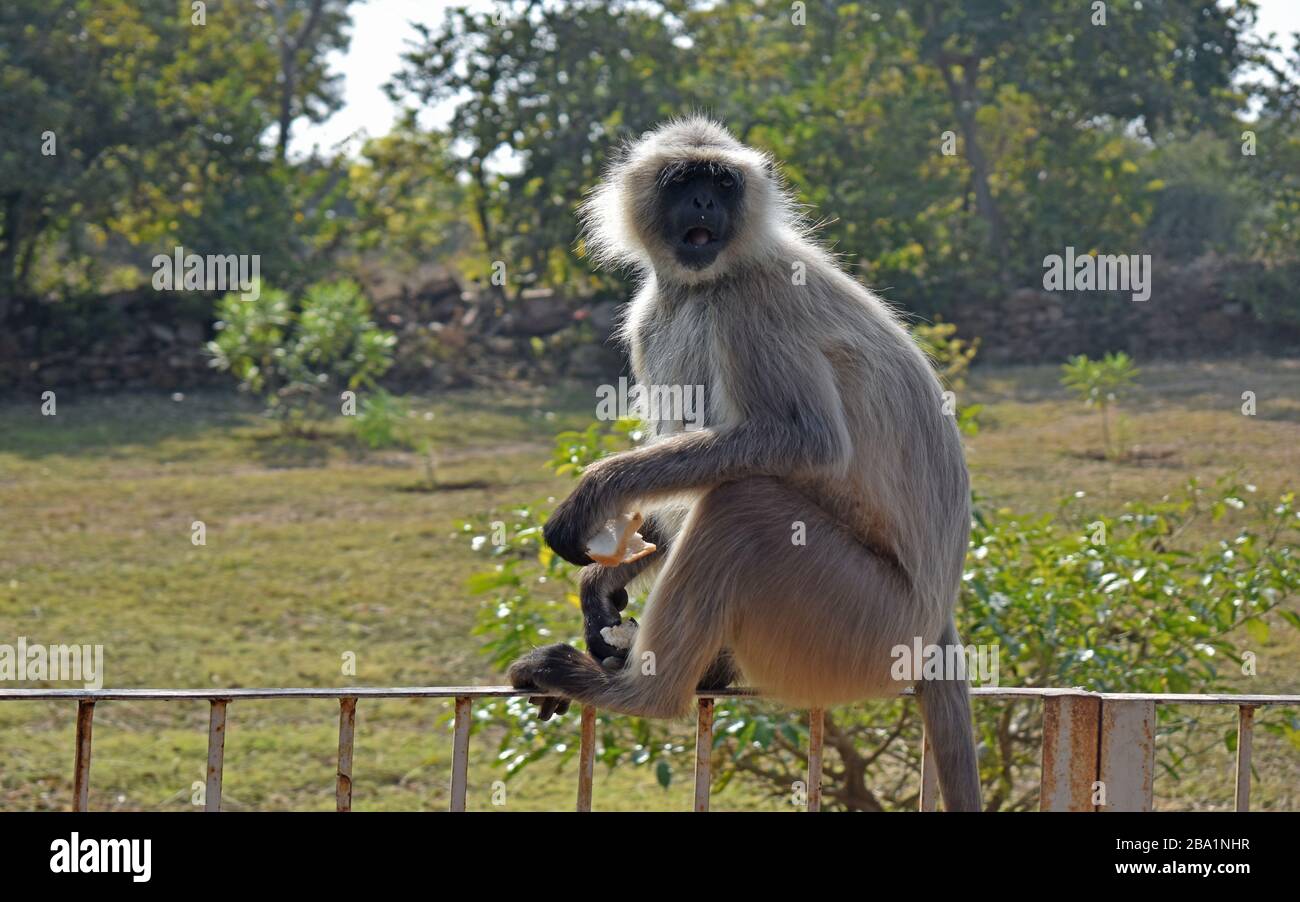 Rajasthan wildlife tourism hi-res stock photography and images - Alamy