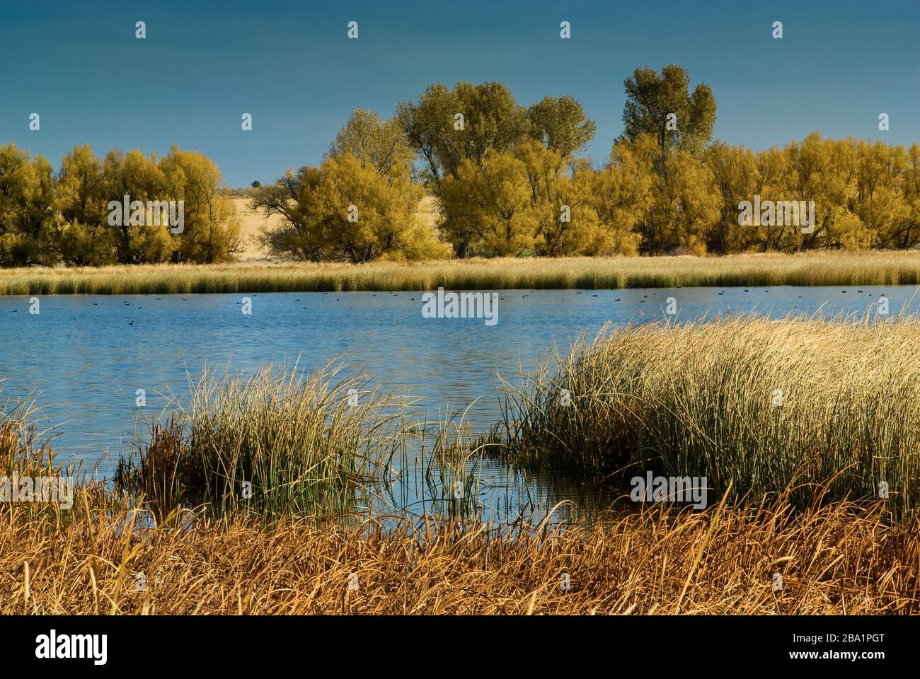 Pacific willow tree hires stock photography and images Alamy