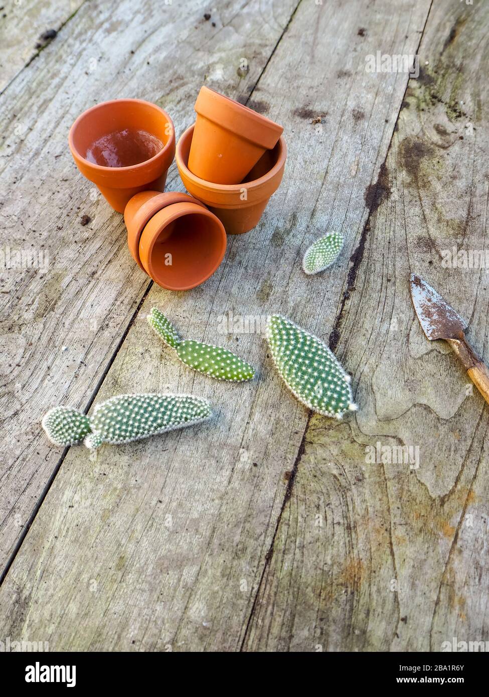 Small pads of the cactus opuntia microdasys, commonly known as bunny ears cactus on a wooden table ready to be planted in terracotta pots Stock Photo