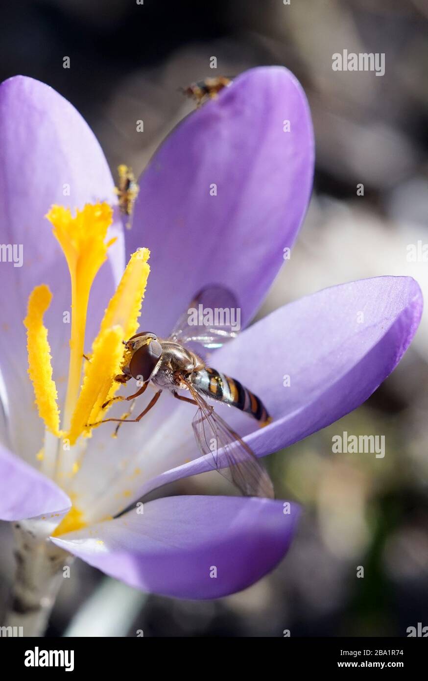 marmalade hoverfly eats crocus pollen in early spring in the garden Stock Photo