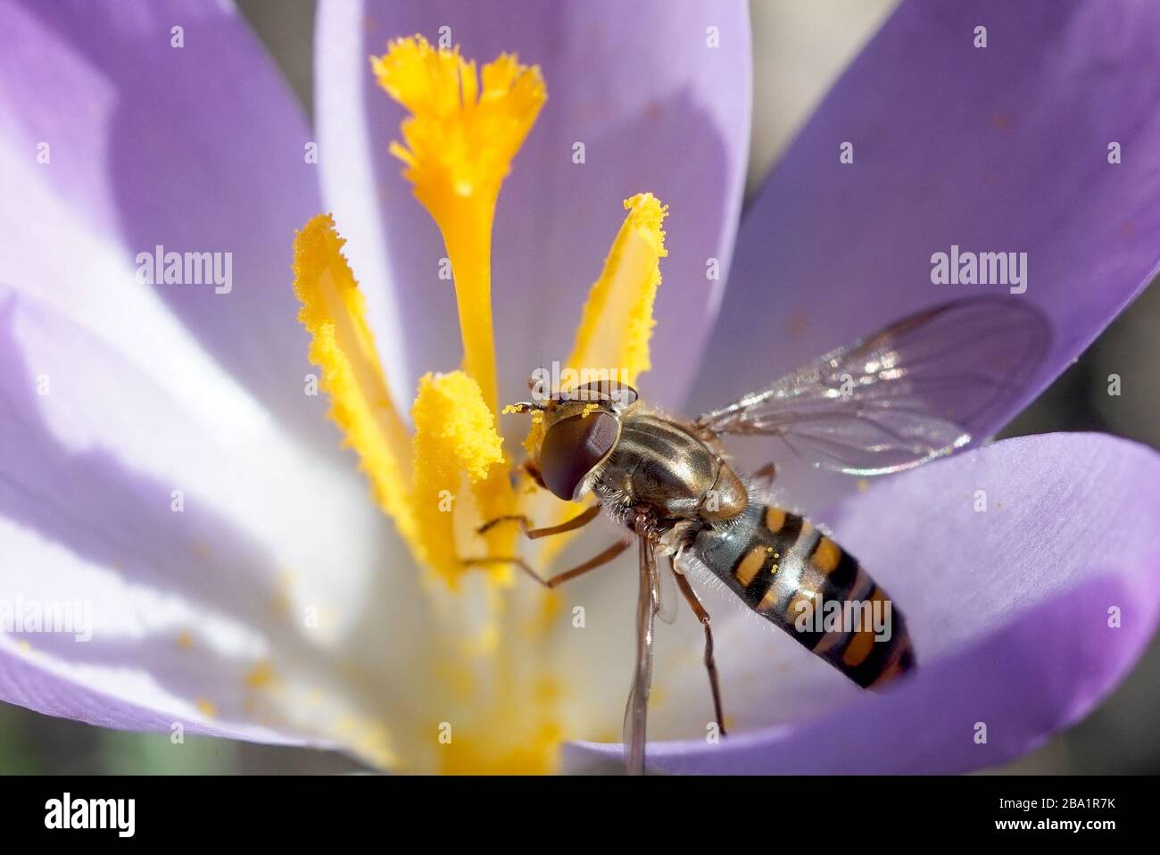 marmalade hoverfly eats crocus pollen in early spring in the garden Stock Photo