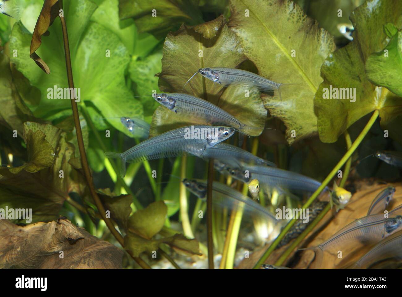 Kryptopterus bicirrhis, often called the glass catfish Stock Photo
