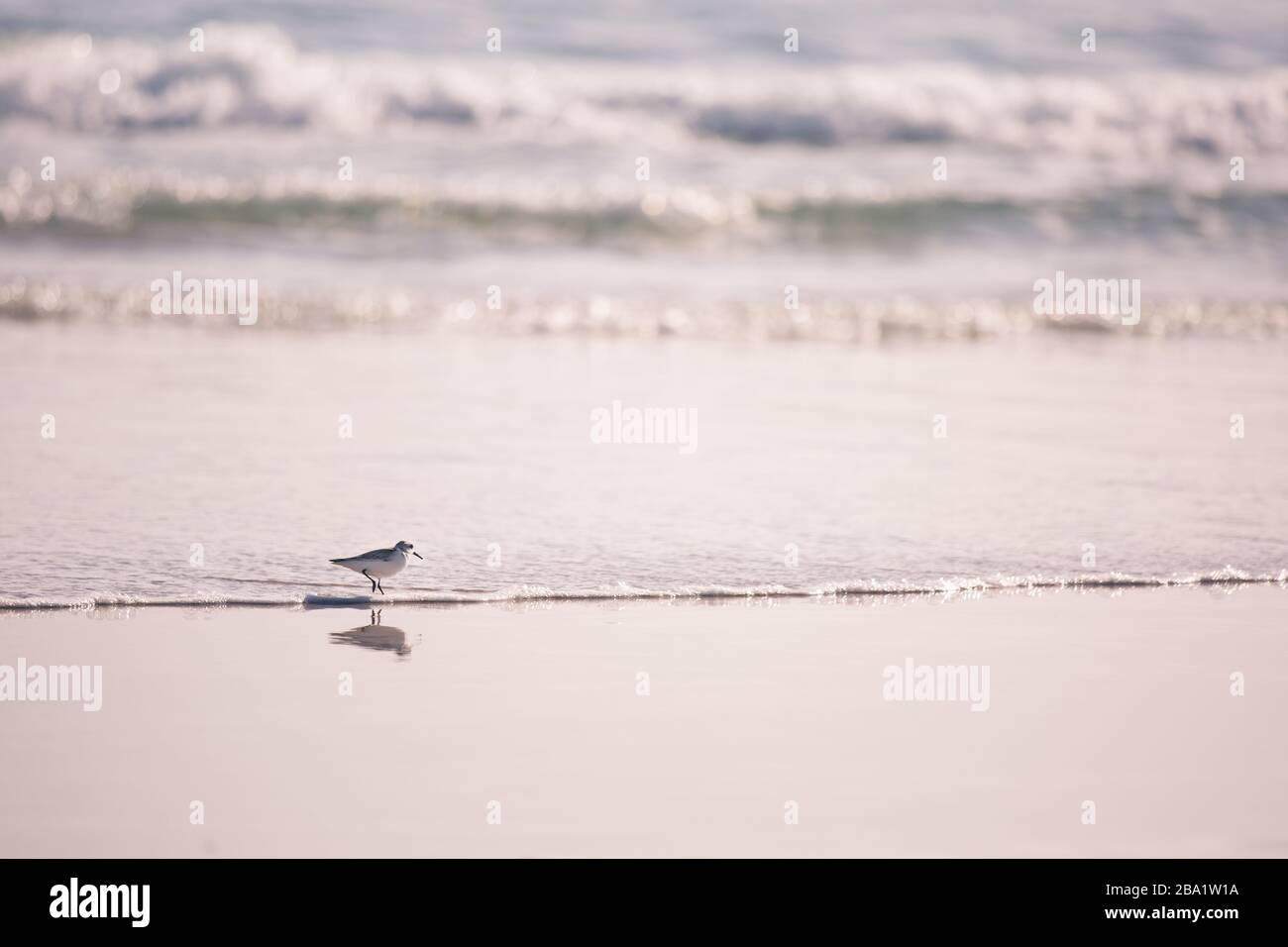 Beach birds: Single Small Wading Bird Sanderling (Calidris Alba) with sea waves on the background Stock Photo