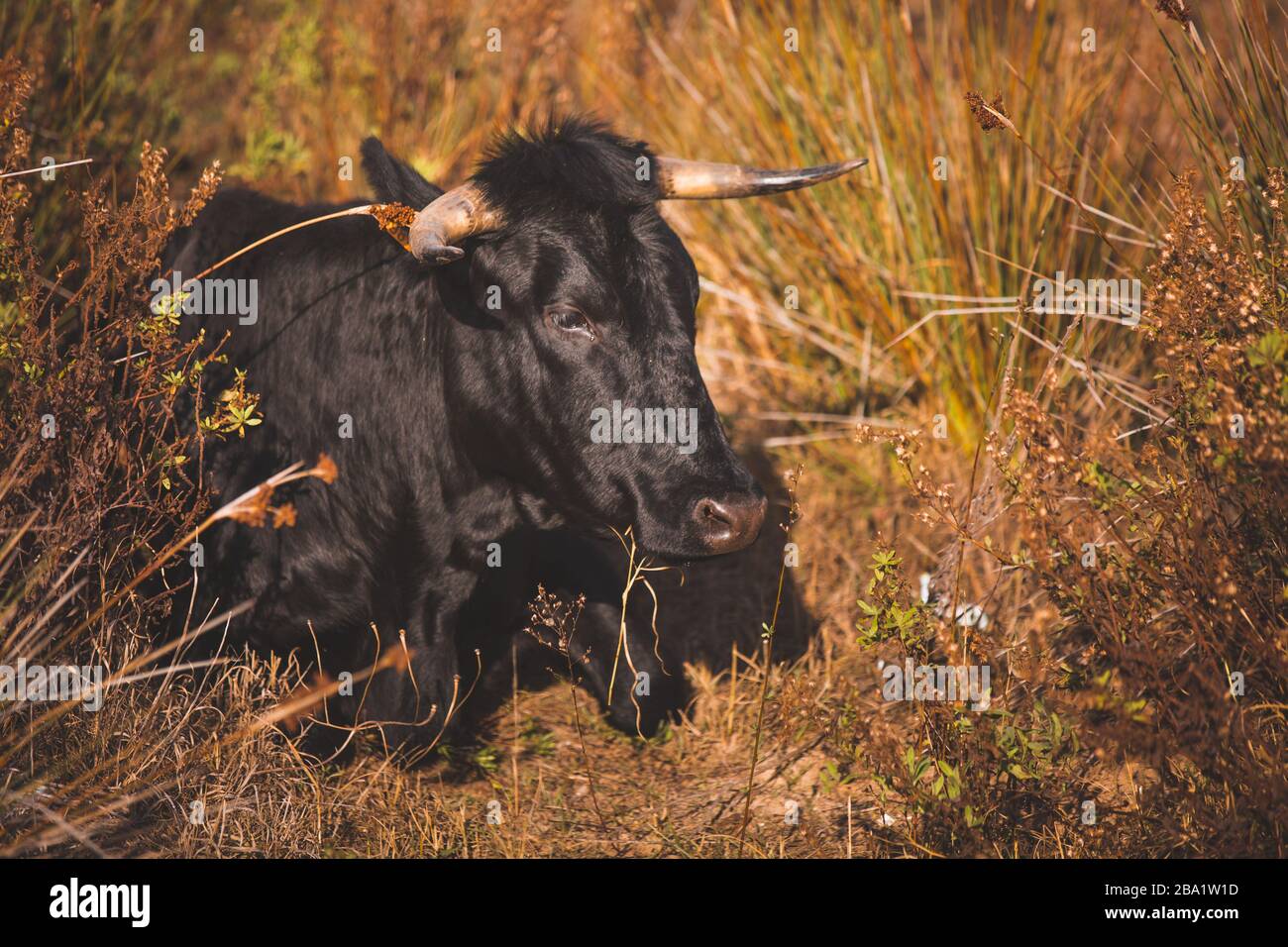 Andalusian Black cattle sitting and resting on a brown grassy meadow ...