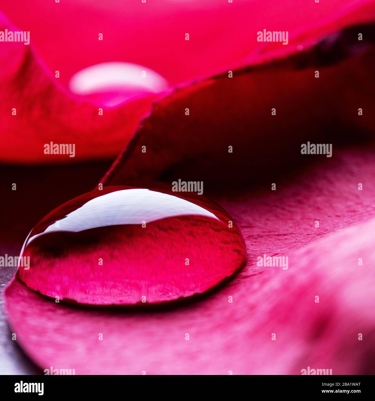 Dropplets Rose Water droplet on red rose petal Stock Photo - Alamy