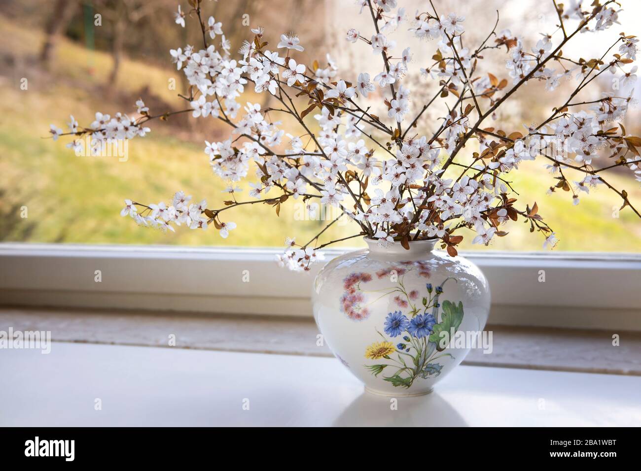 White flowering twigs in the vase by the window. Sakura indoors. Blooming  spring concept. Stock Photo
