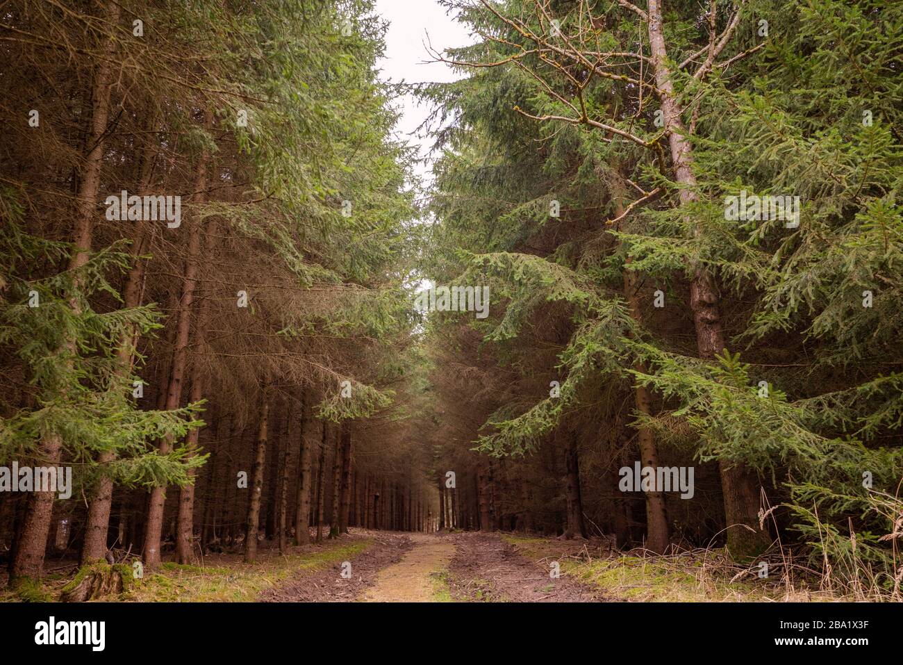 Pine trees in forest Stock Photo - Alamy