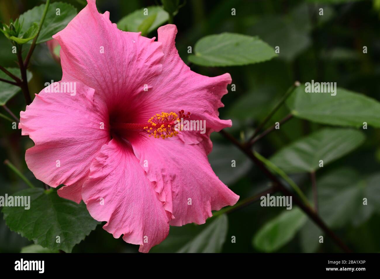 Pink hibiscus flower in bloom hi-res stock photography and images - Alamy