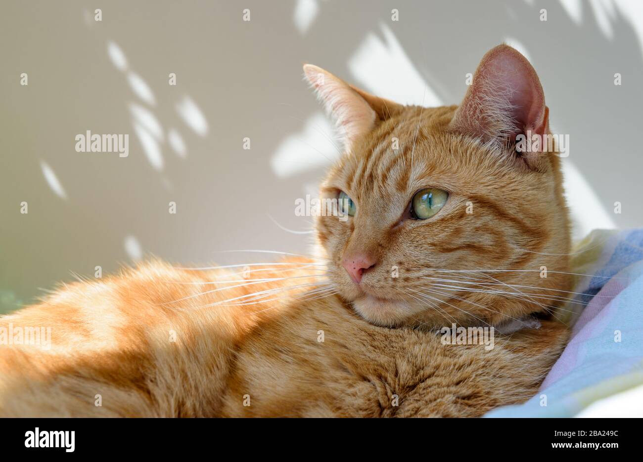 A female ginger cat lying on a blanket in a patch of sun through a window. Stock Photo