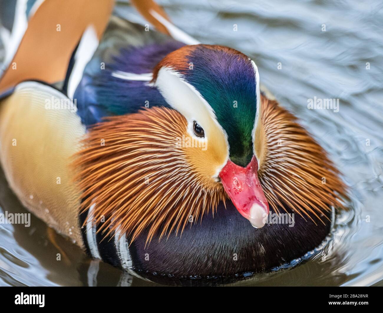 Close up of a Male Mandarin duck (Aix galericulata Stock Photo - Alamy