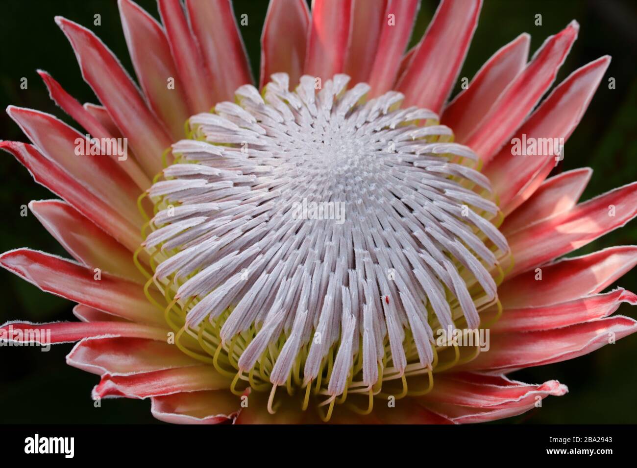 Protea cynaroides, the king protea, is a flowering plant. It is a distinctive member of Protea, having the largest flower head in the genus. Stock Photo