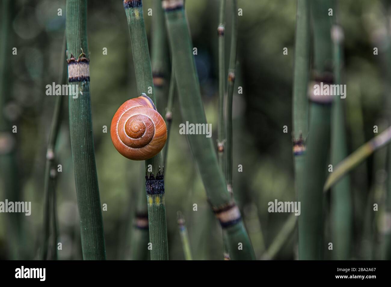 A snail climbs on bamboo Stock Photo Alamy