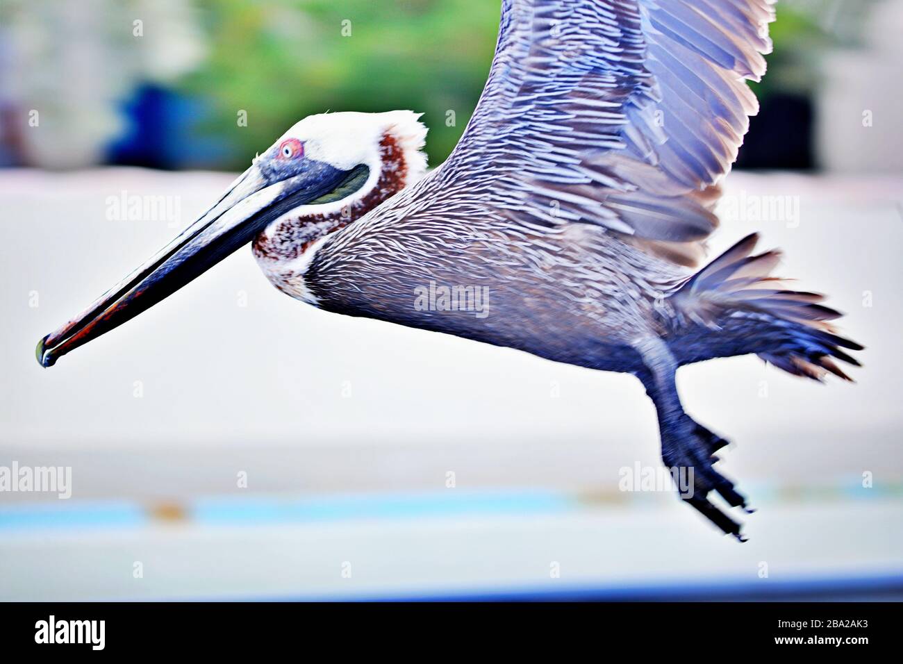 close up of flying pelican Stock Photo