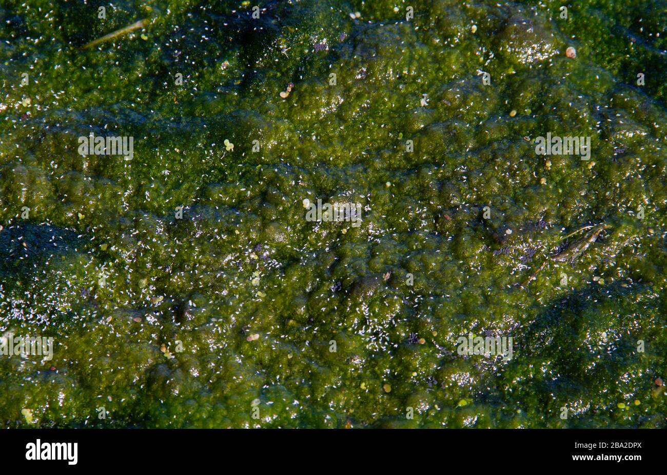Thick layer of algae on polluted water Stock Photo
