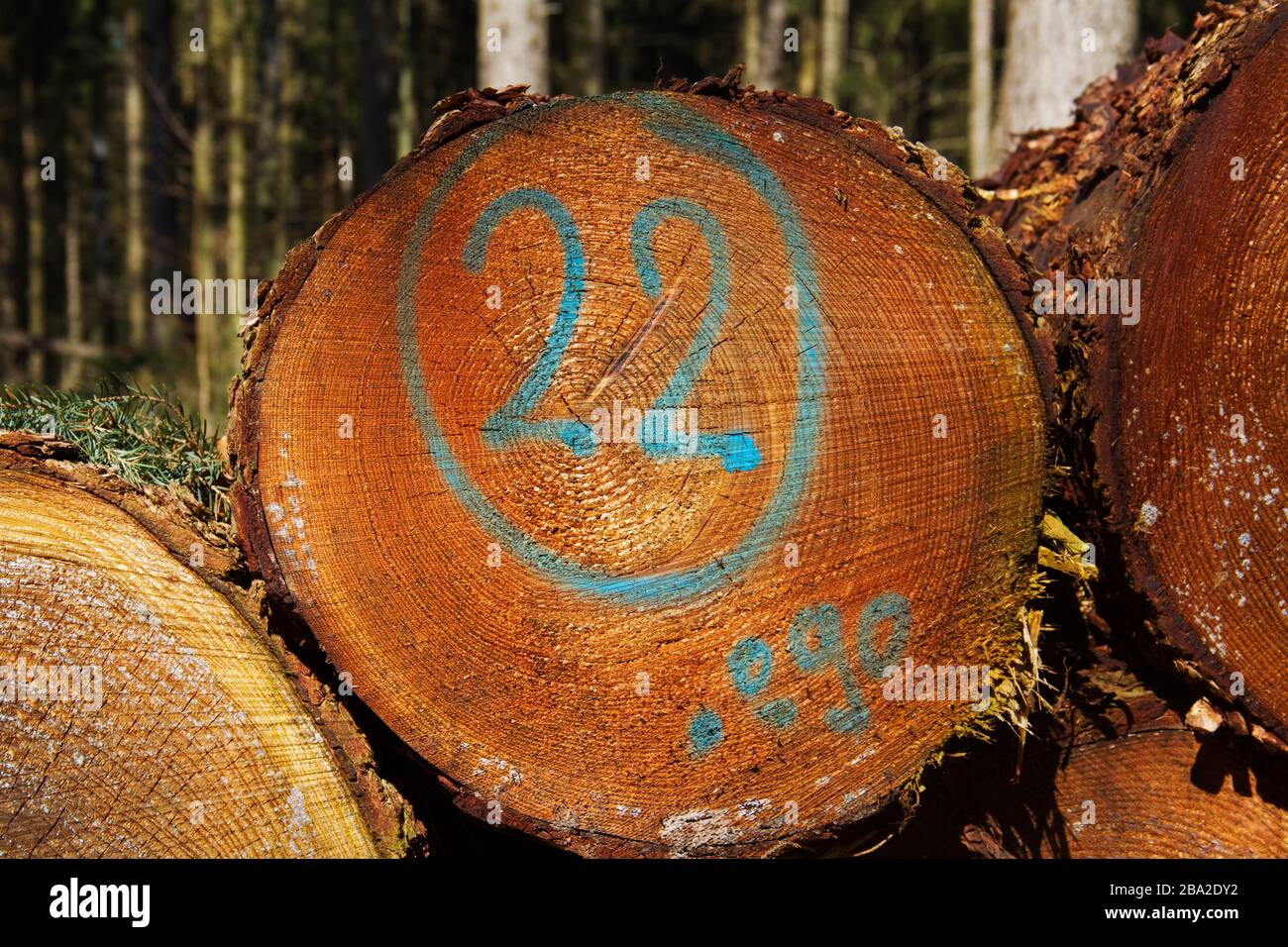 Heap of tree stems, one of them marked in blue with number 22 Stock Photo