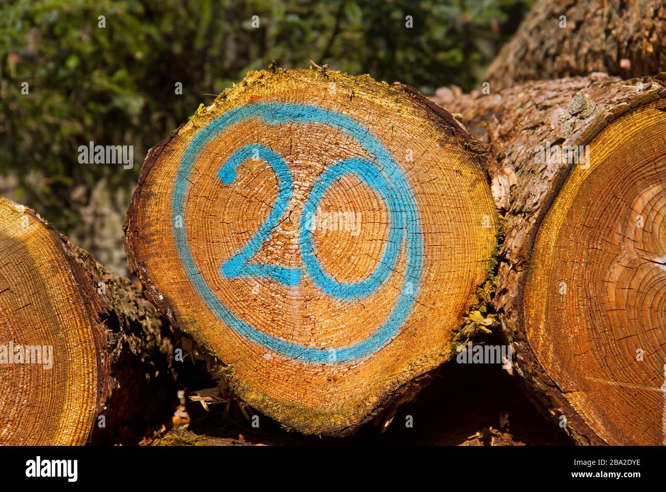 Heap of tree stems, one of them marked in blue with number 20 Stock Photo