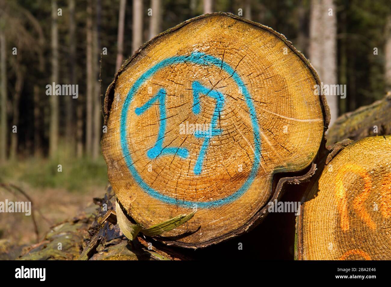 Heap of tree stems, one of them marked in blue with number 17 Stock Photo