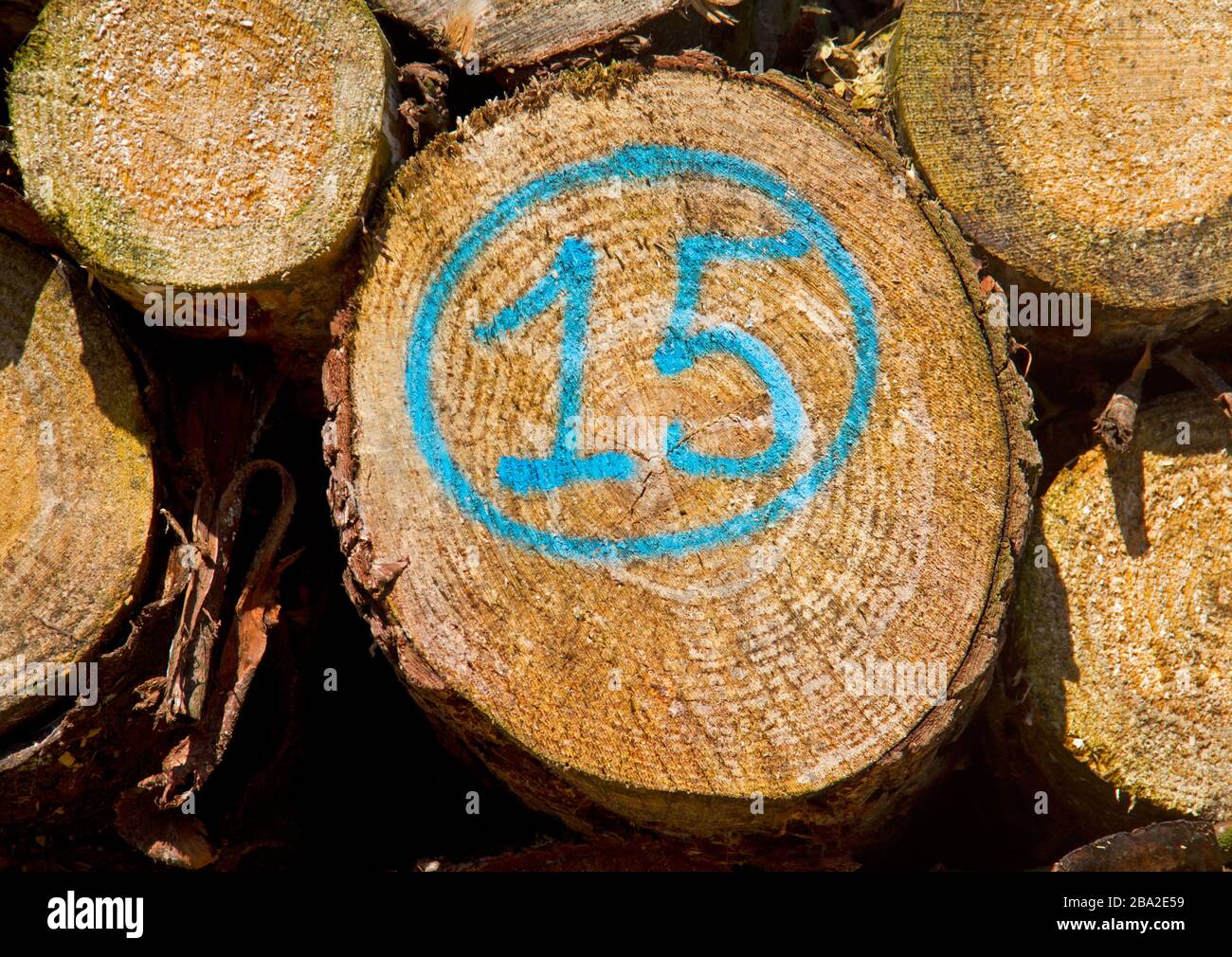 Heap of tree stems, one of them marked in blue with number 15 Stock Photo