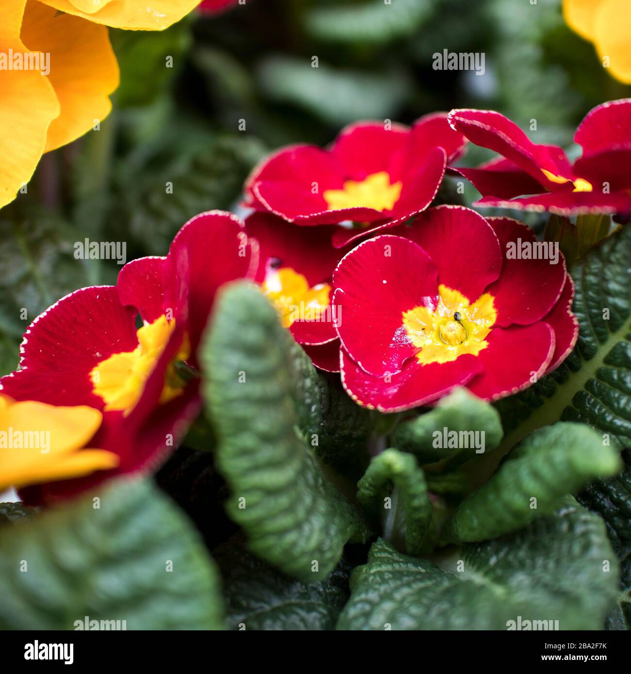 Multi-colored primrose in pots for sale at a farmers market. Square ...