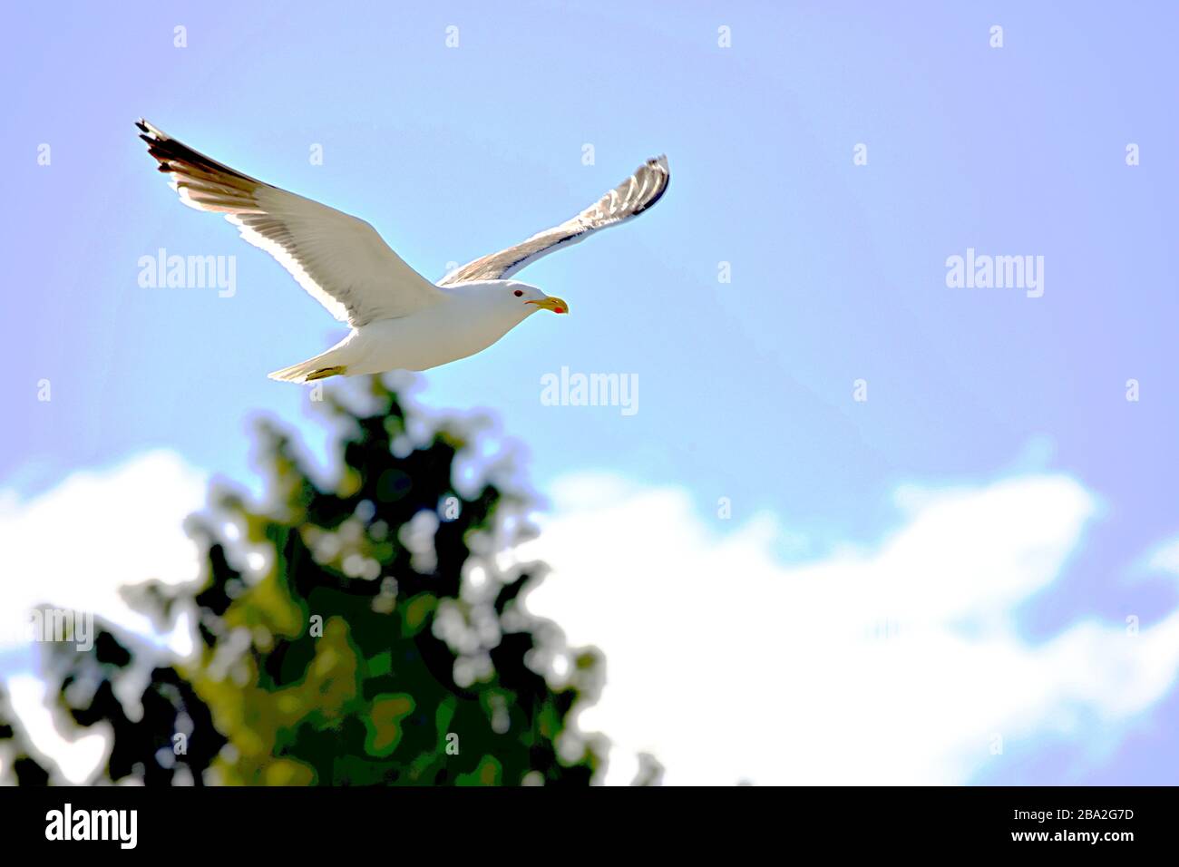 Seagulls in Flight Stock Photo
